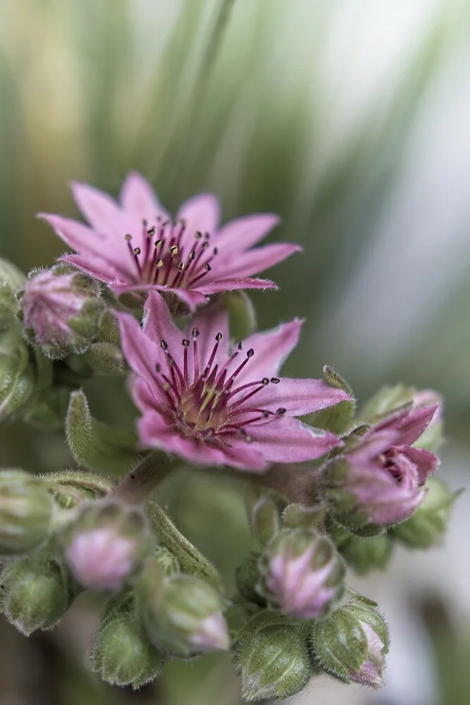 Blume XV - fotokunst von Michael Schulz-dostal