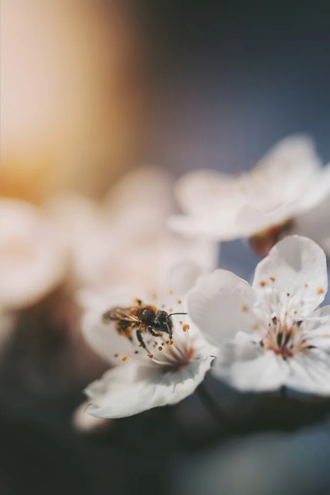 Bee - Fineart photography by Lukas Litt