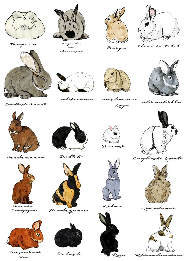 Types of rabbits - fotokunst von Katherine Blower