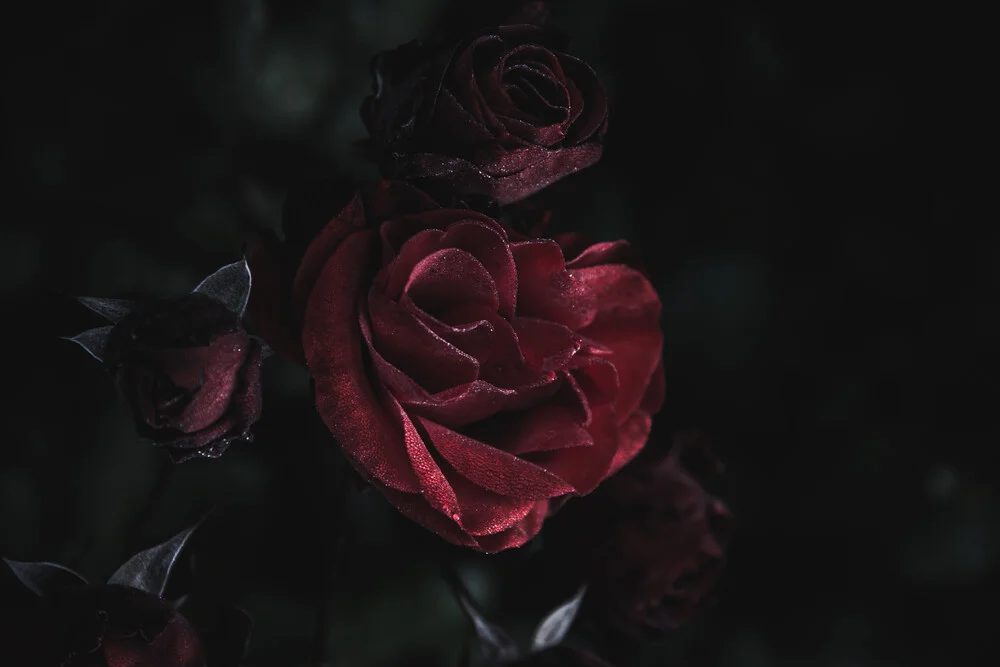 Dunkle Rose - fotokunst von Andrea Hansen