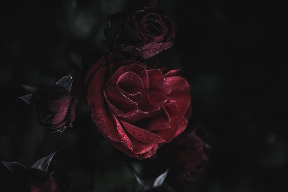 The dark rose - Fineart photography by Andrea Hansen