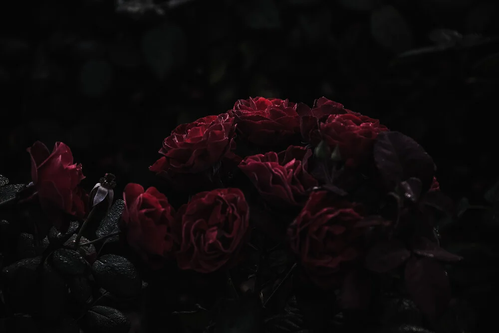 Velvet roses - Fineart photography by Andrea Hansen