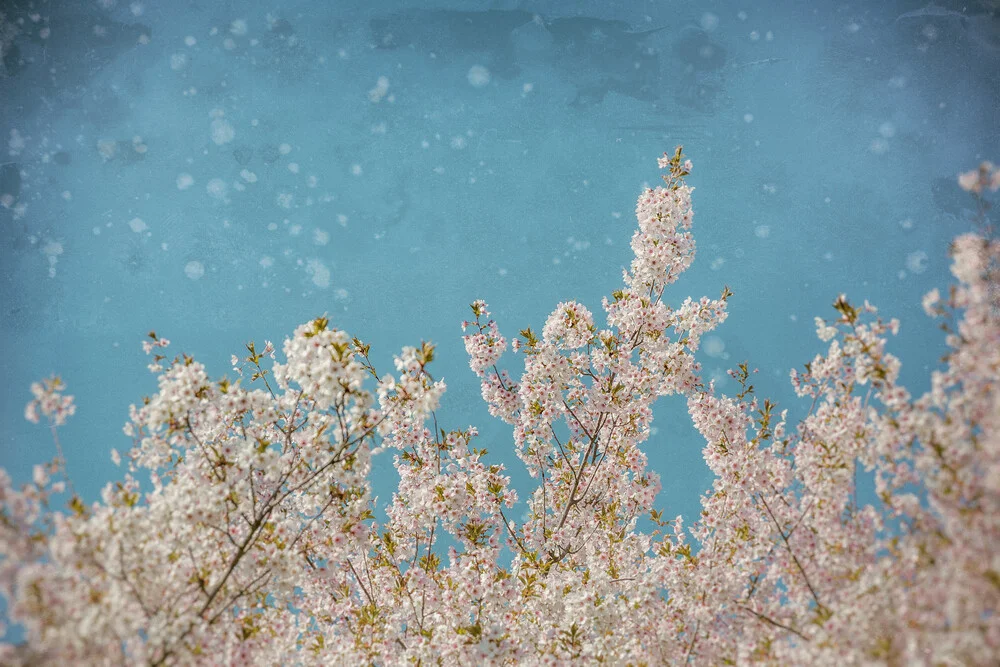 Frühlingshimmel - fotokunst von Andrea Hansen