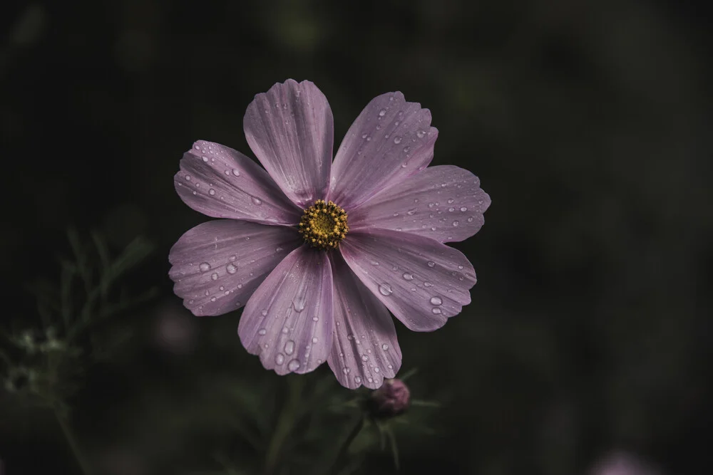 Die rosa Blume - fotokunst von Andrea Hansen