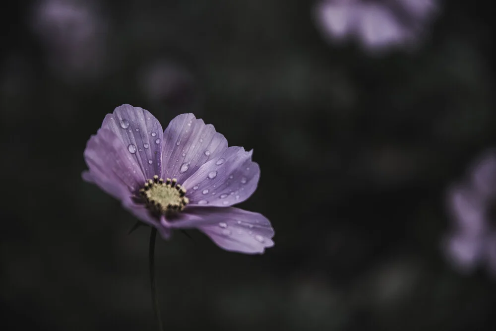 Little pink flower. - fotokunst von Andrea Hansen