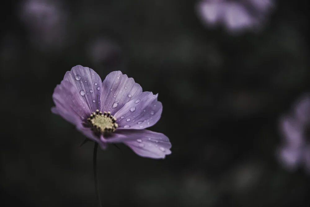 Little pink flower. - Fineart photography by Andrea Hansen