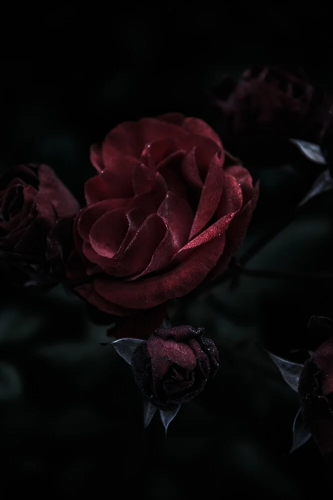 The dark rose - fotokunst von Andrea Hansen