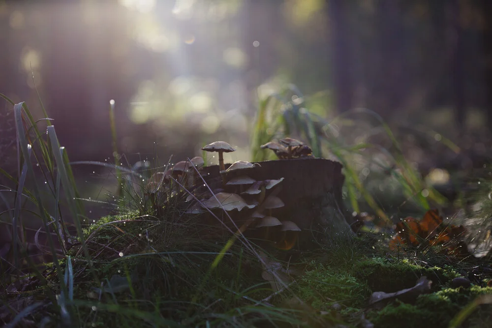 Magischer Pilz im Wald - fotokunst von Andrea Hansen