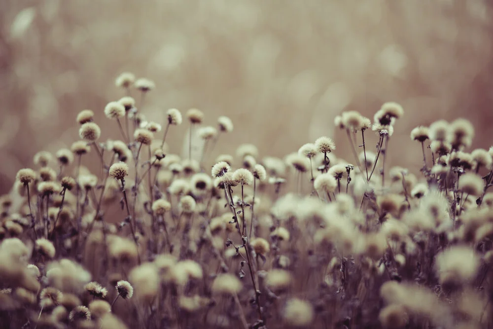 Herbstblumen - fotokunst von Andrea Hansen