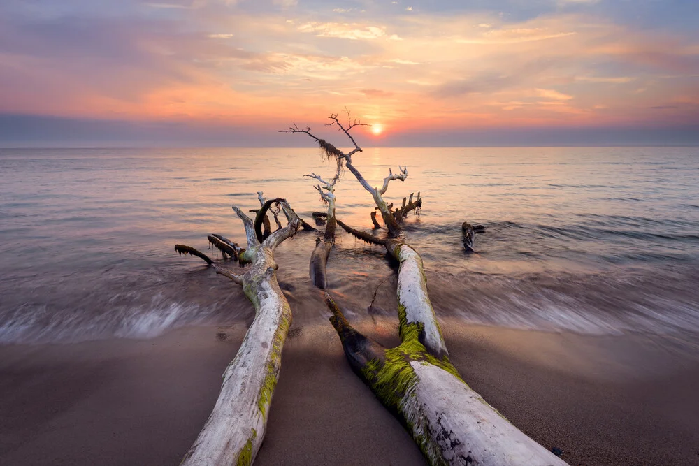 Wild Beauty - Fineart photography by Dave Derbis