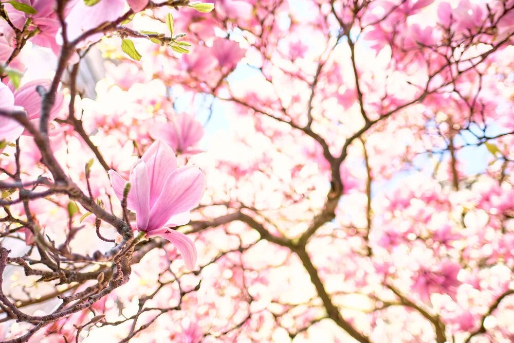 Magnolien im Frühling - fotokunst von Sascha Faber
