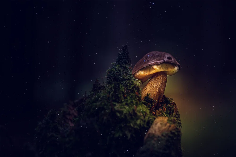 Magic Mushroom - Fineart photography by Oliver Henze