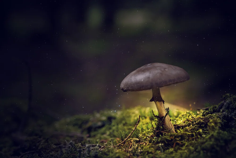 Small forest mushroom lights up the night - Fineart photography by Oliver Henze