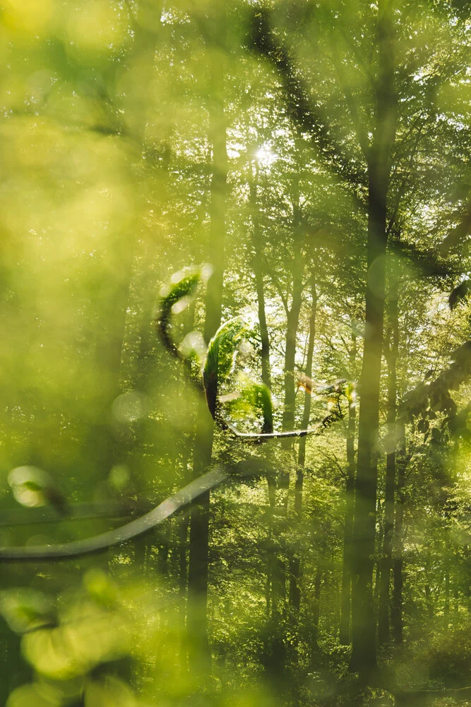 Frühling im Teutoburger Wald - fotokunst von Nadja Jacke