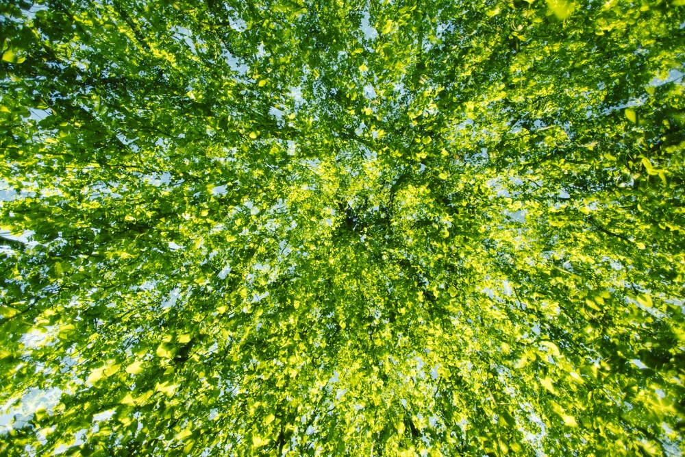 Sommerliche Buche abstrakt - fotokunst von Nadja Jacke