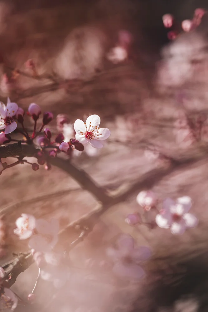Kirschblüten in der Frühlingssonne - fotokunst von Nadja Jacke