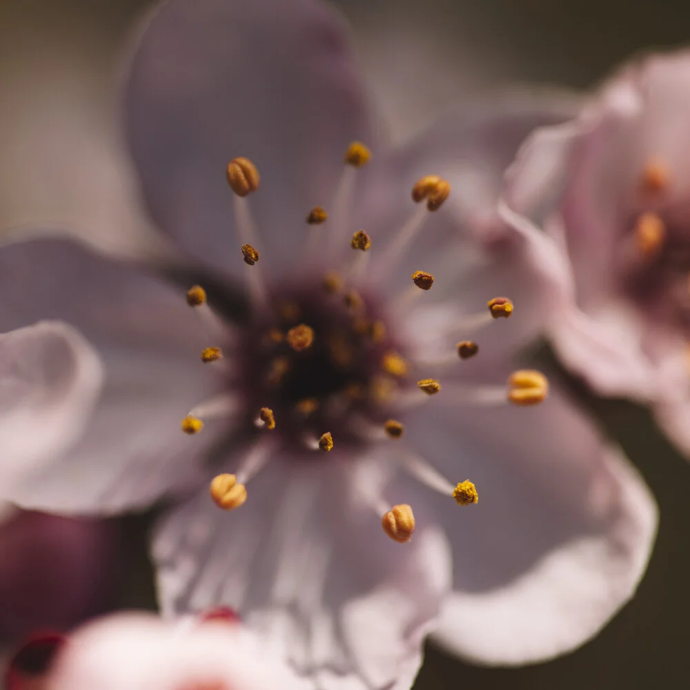 Kirschblüten Makro - fotokunst von Nadja Jacke
