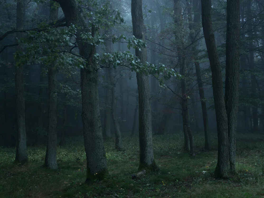 Eichenwald - fotokunst von Felix Wesch