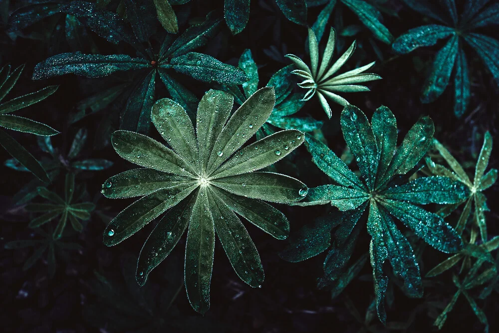 Morning dew - Fineart photography by Sebastian Warneke