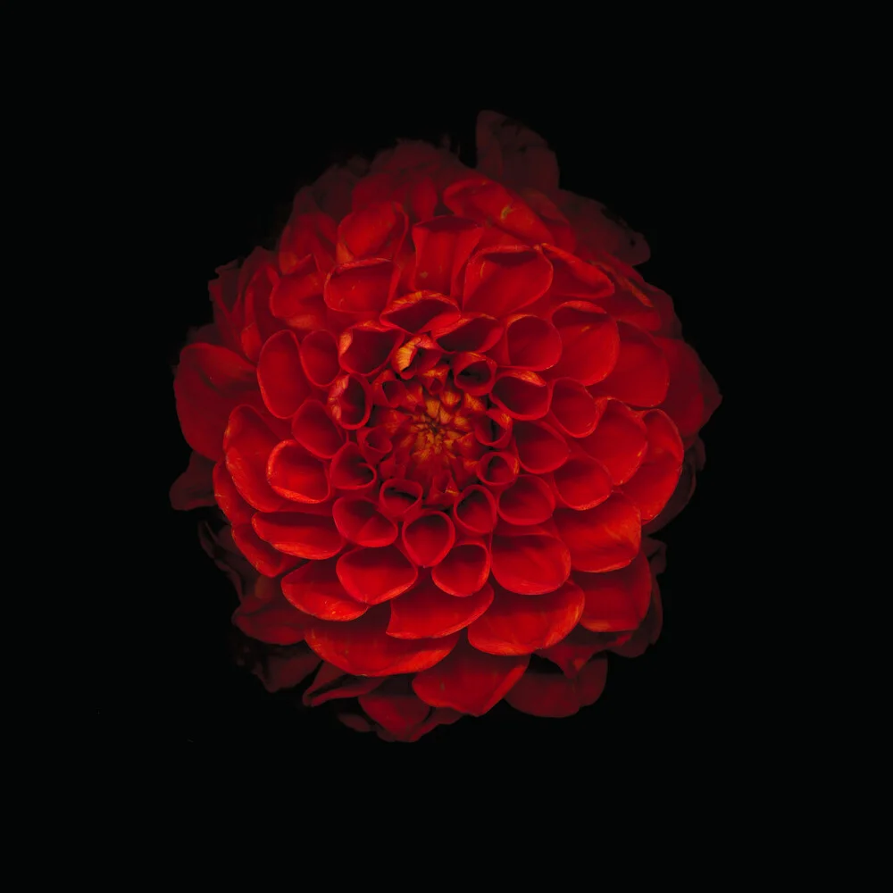 Chrysantheme - fotokunst von Ramona Reimann