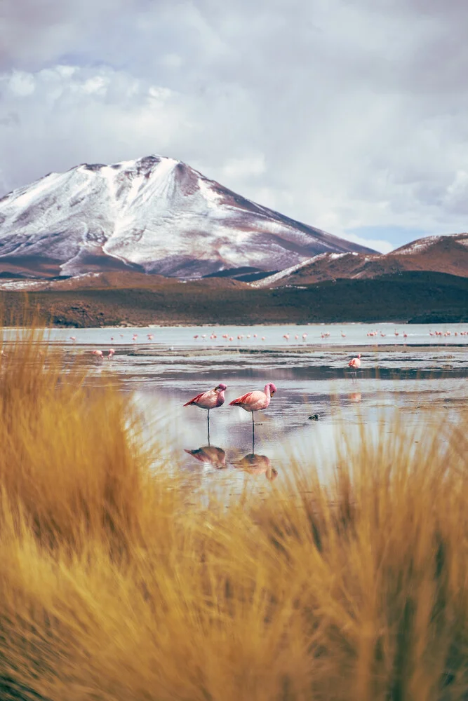 A couple of Flamingos - Fineart photography by Marvin Kronsbein
