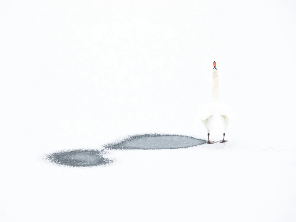 Swan - Fineart photography by Felix Wesch