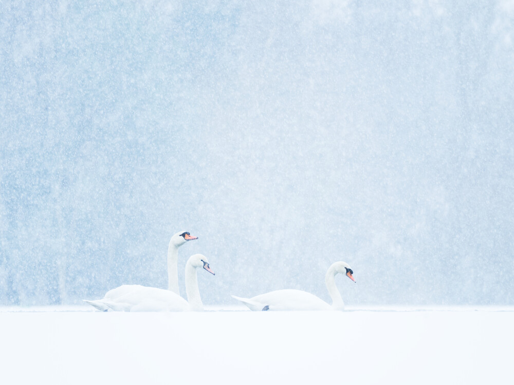 Schwäne im Schneefall - fotokunst von Felix Wesch