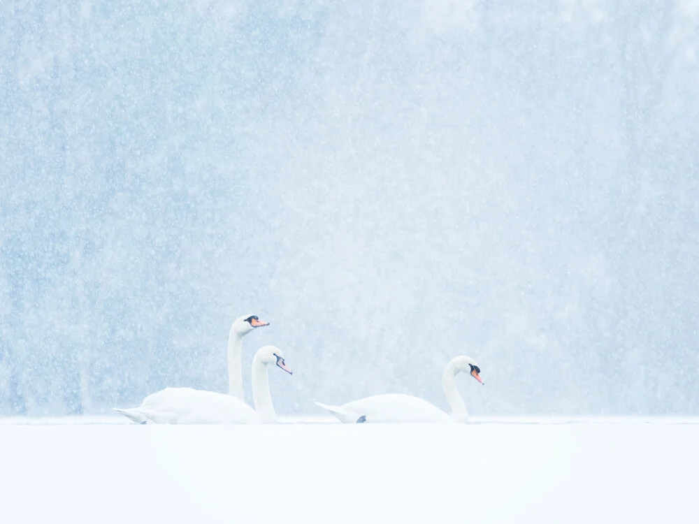 Swans in snowfall - Fineart photography by Felix Wesch
