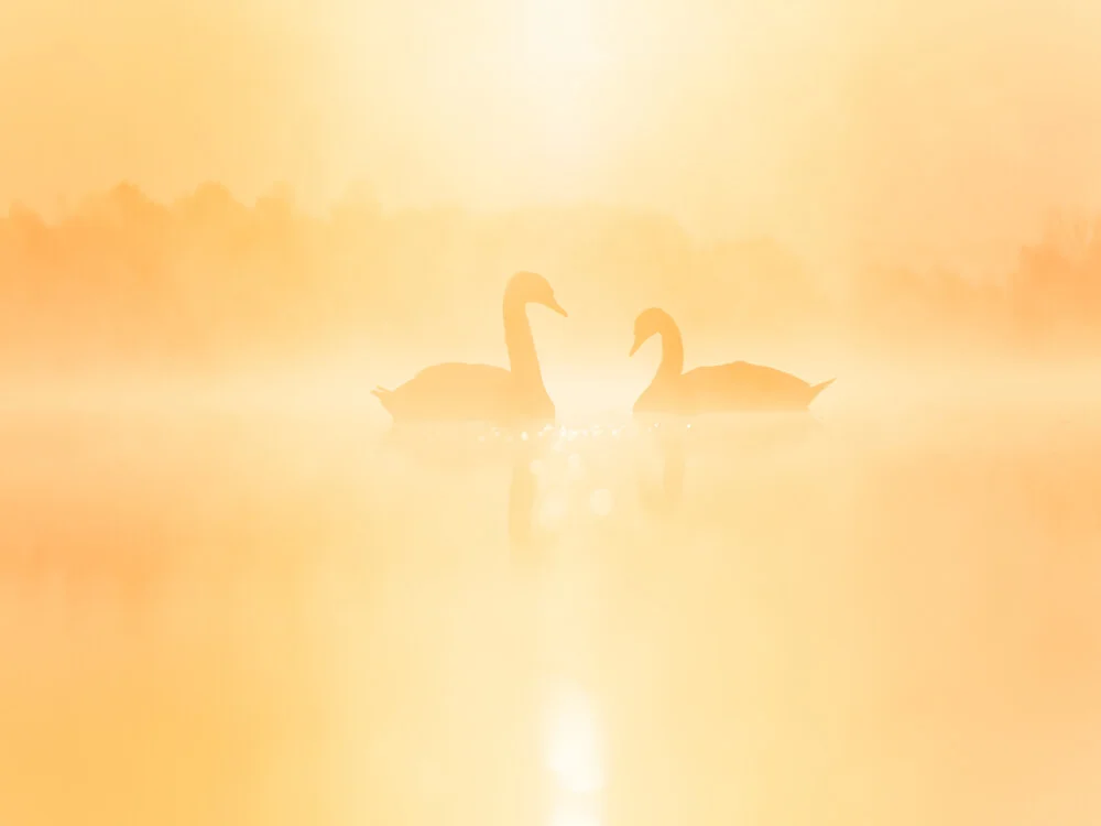 Mute swans at sunrise - Fineart photography by Felix Wesch