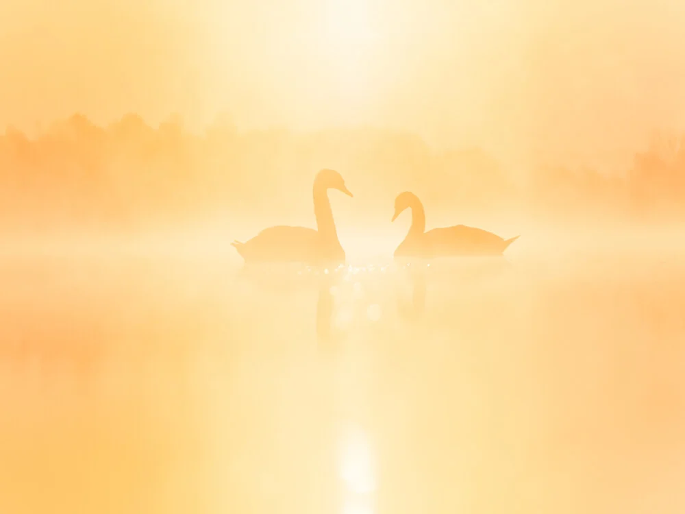 Schwäne im Sonnenaufgangsnebel - fotokunst von Felix Wesch