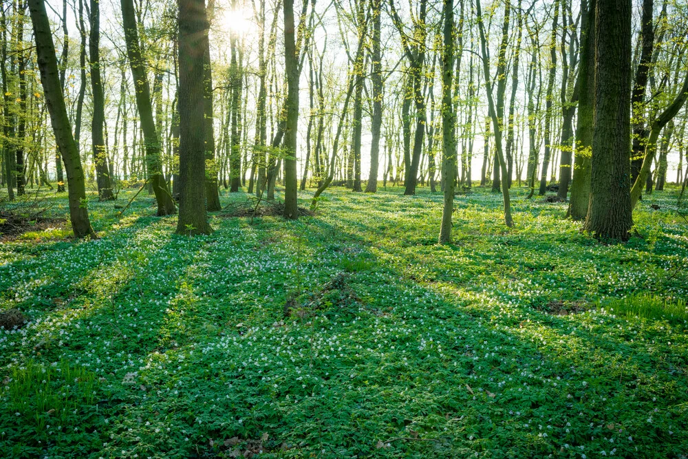 Frühling im Wald - fotokunst von Martin Wasilewski