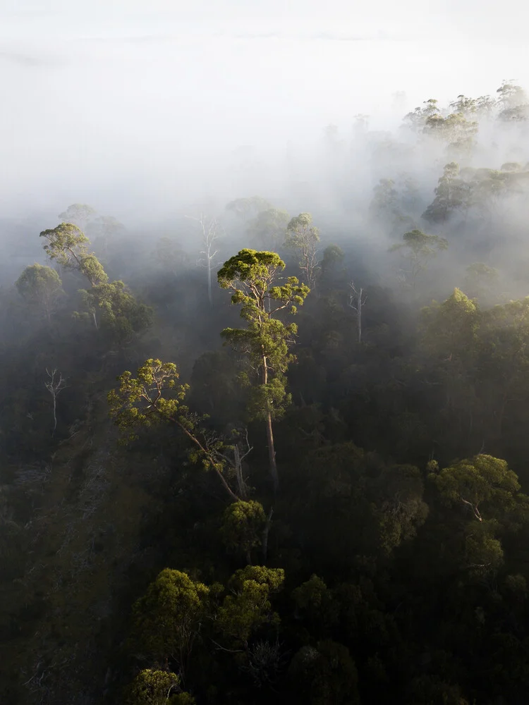 Foggy Tasmania - fotokunst von Frida Berg