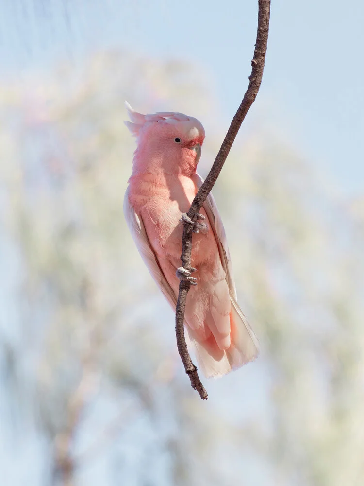 Cockatoo - fotokunst von Frida Berg