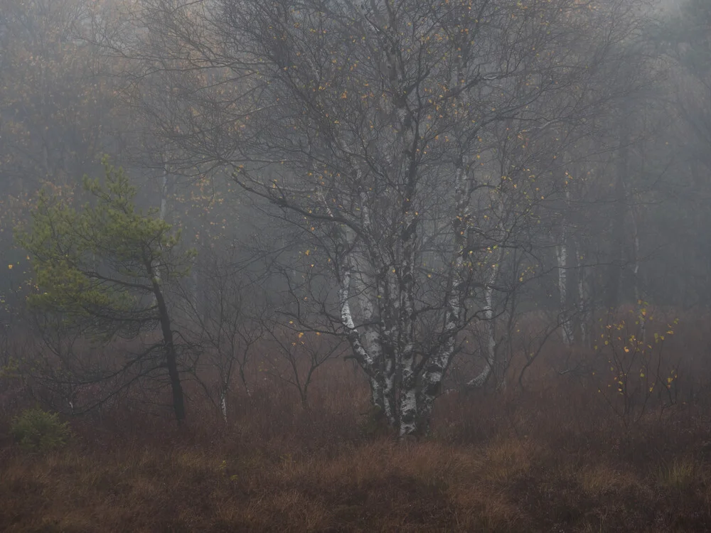 Bog forest - Fineart photography by Felix Wesch