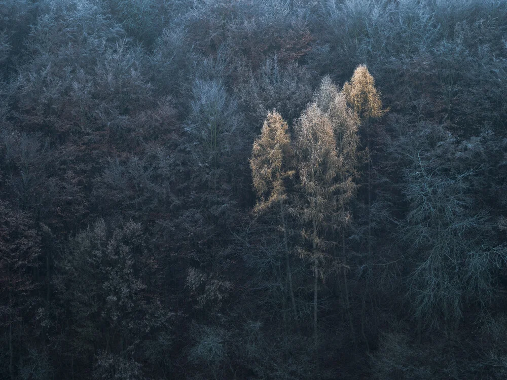 Larches - Fineart photography by Felix Wesch