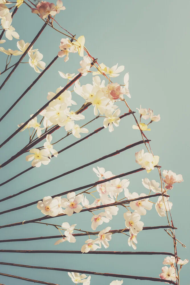 Kirschblüten - fotokunst von Pascal Deckarm