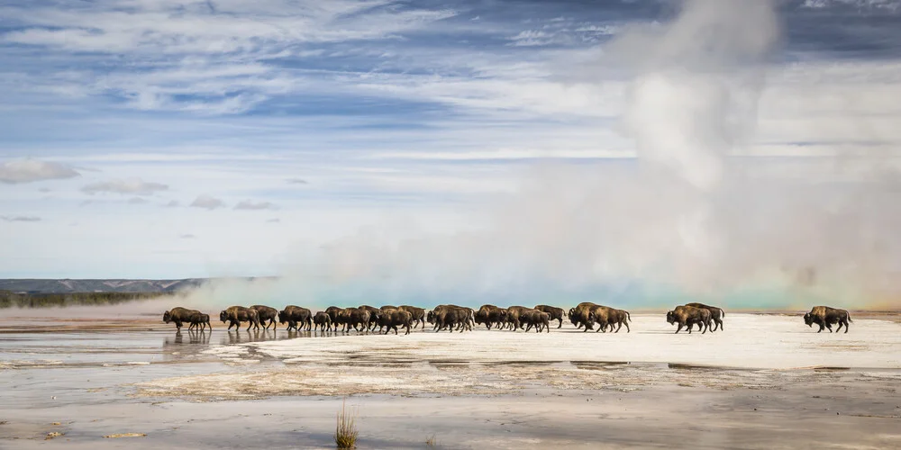 THE BIG MIGRATION - Fineart photography by Andreas Adams