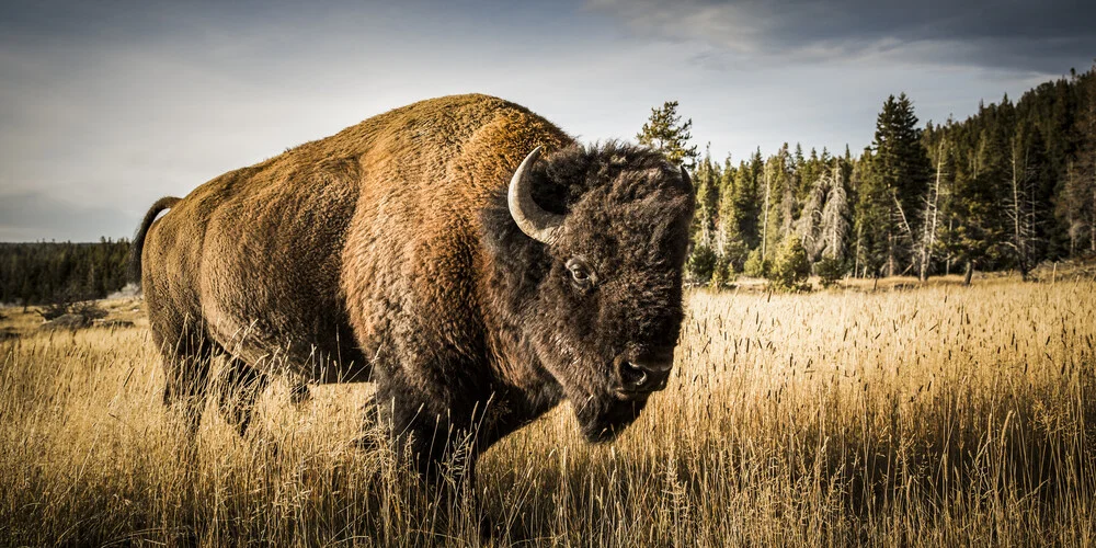 YOUNG BULL - fotokunst von Andreas Adams