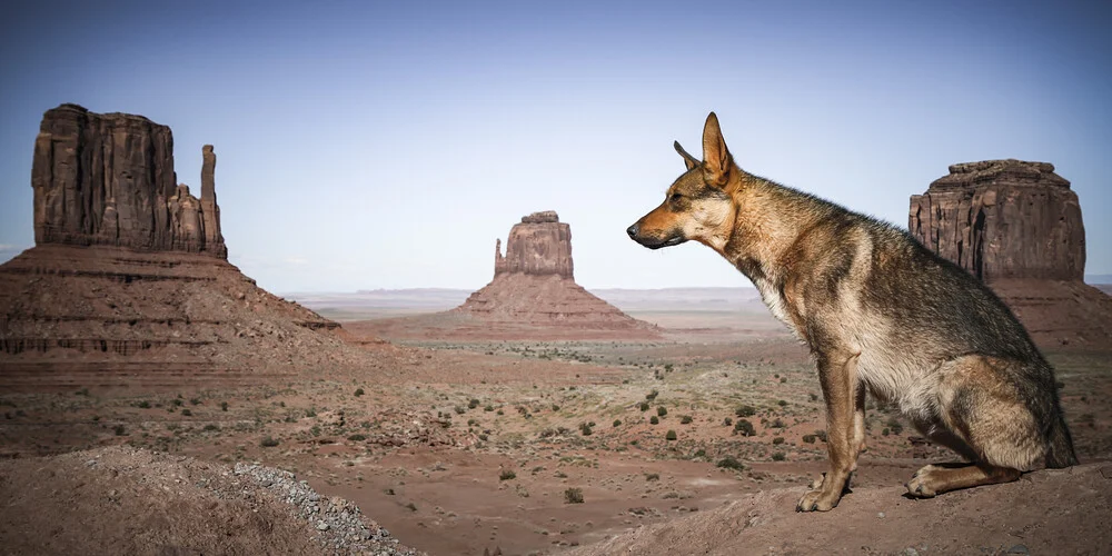 THE WATCHDOG - fotokunst von Andreas Adams