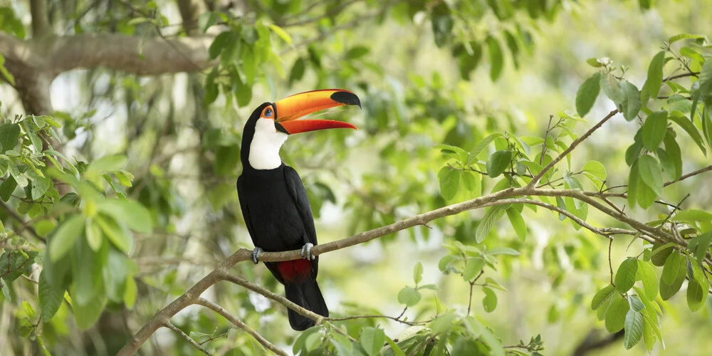 Happy Tucan - fotokunst von Andreas Adams