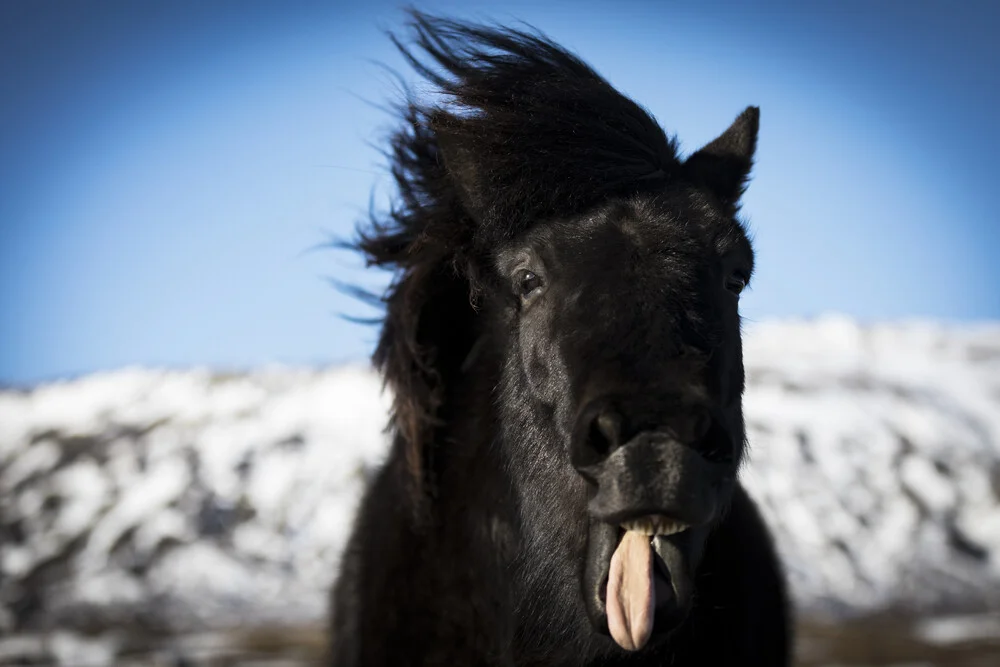 CHEEKY STALLION - fotokunst von Andreas Adams