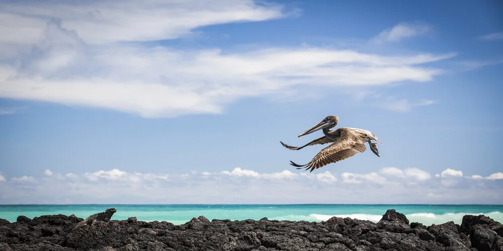 PELICAN AIRWAYS - fotokunst von Andreas Adams