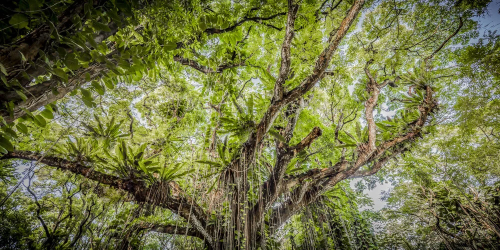 TREE OF LIFE - Fineart photography by Andreas Adams