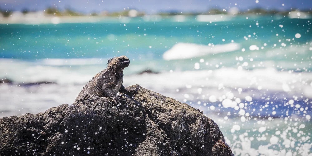 CONQUEST OF PARADISE - fotokunst von Andreas Adams