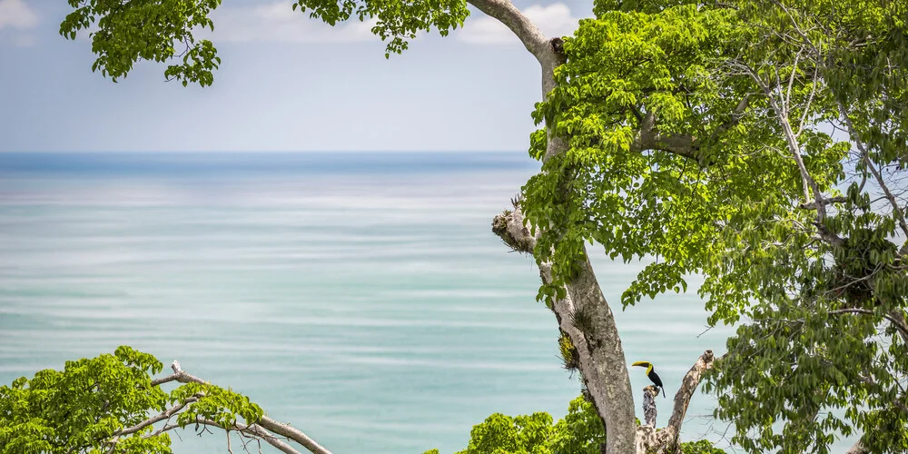 OCEAN TREE - Fineart photography by Andreas Adams