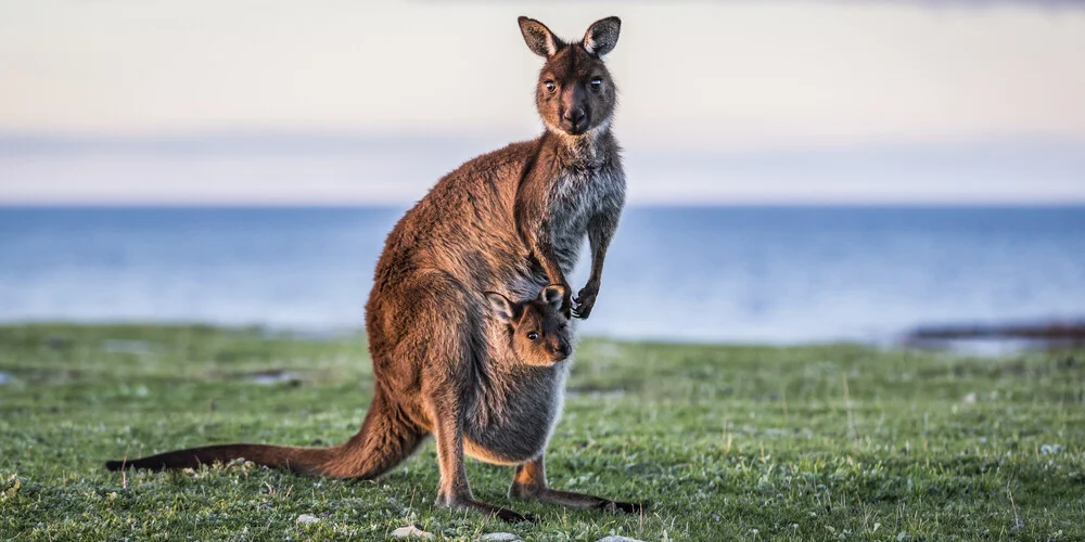 SUNSET BABY - fotokunst von Andreas Adams