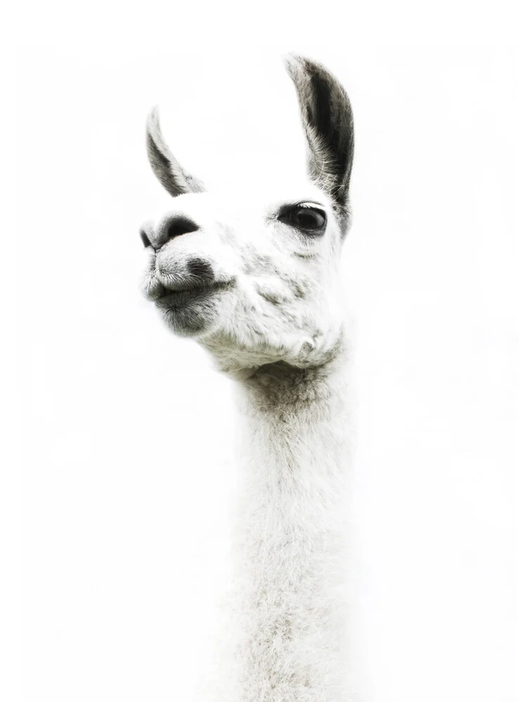 Llama I - fotokunst von Victoria Frost