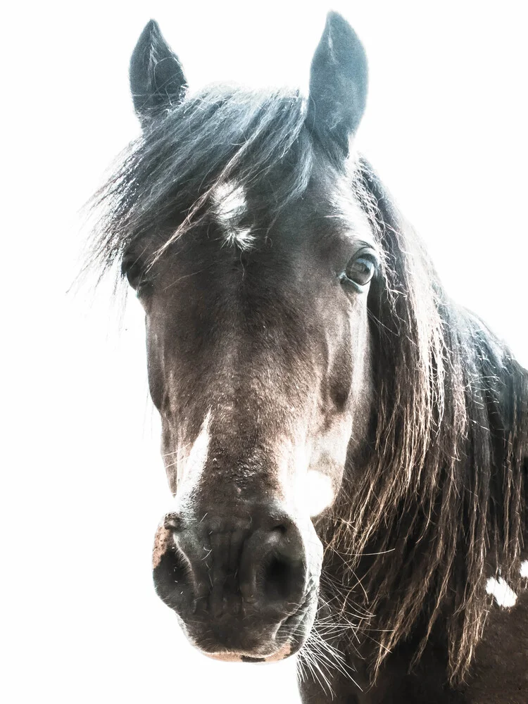 Horse - fotokunst von Victoria Frost