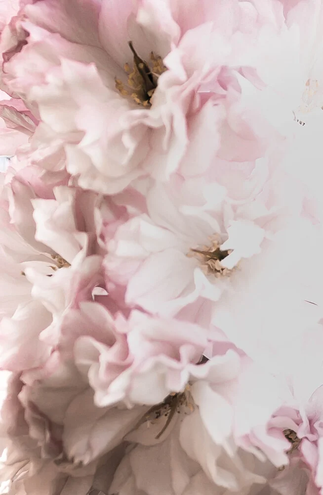 Pink Flowers - fotokunst von Victoria Frost