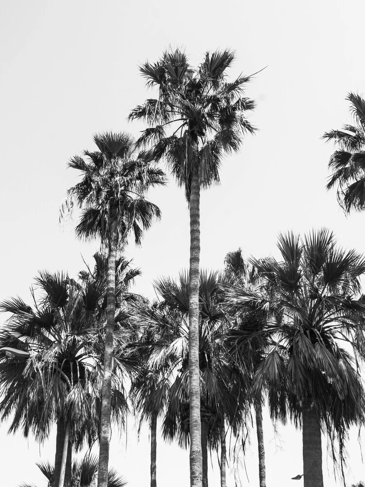 Sabal Palmetto II - fotokunst von Victoria Frost